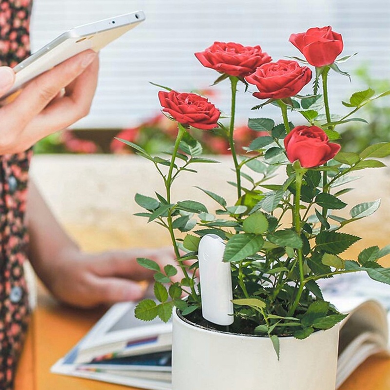 HHCC Flower Care Smart Plant M – Smart Garden Xiaomi recenzja i cena